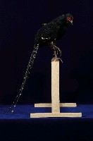 藏品(黑長尾雉)的圖片